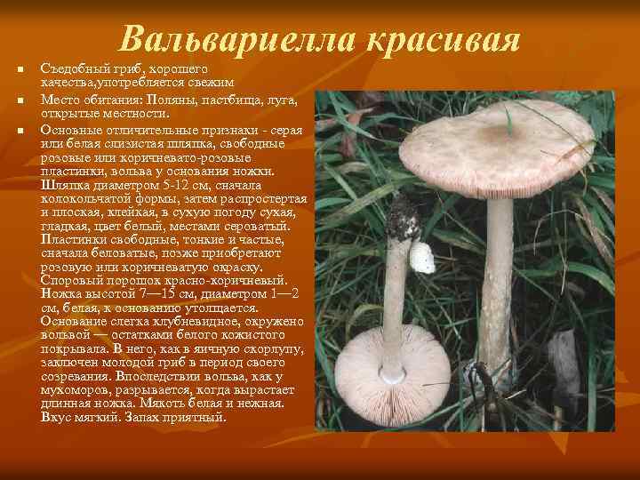 Вальвариелла красивая n n n Съедобный гриб, хорошего качества, употребляется свежим Место обитания: Поляны,