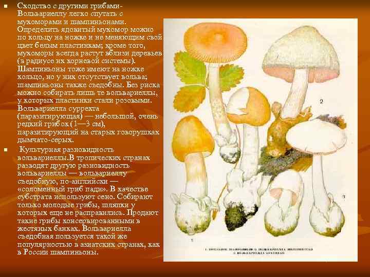 n n Сходство с другими грибами. Вольвариеллу легко спутать с мухоморами и шампиньонами. Определить