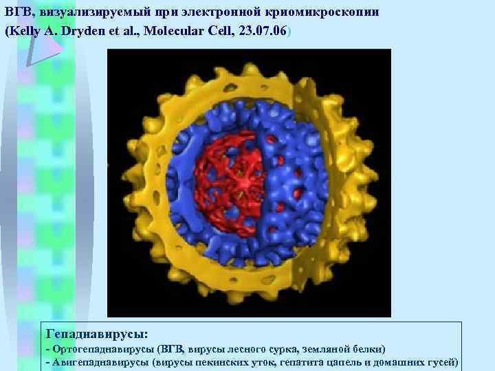 ВГВ, визуализируемый при электронной криомикроскопии (Kelly A. Dryden et al. , Molecular Cell, 23.