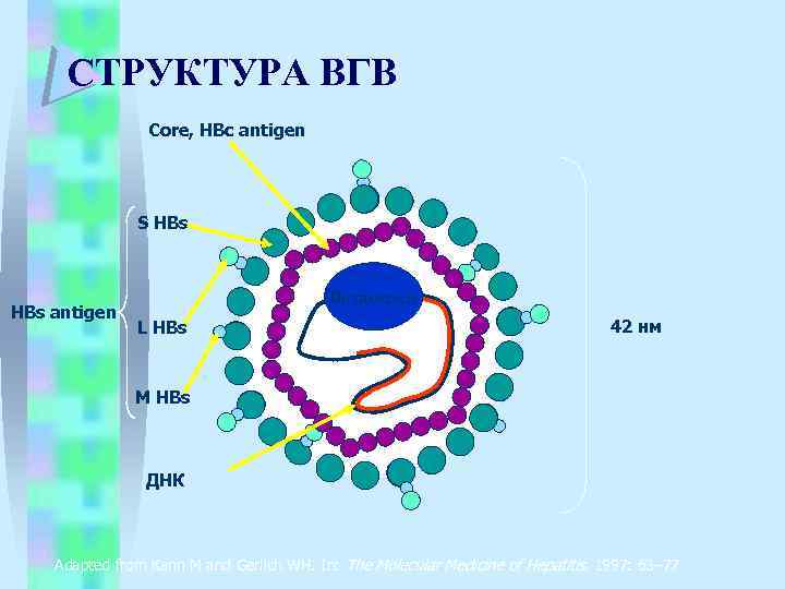 СТРУКТУРА ВГВ Core, HBc antigen S HBs antigen Полимераза L HBs 42 нм M