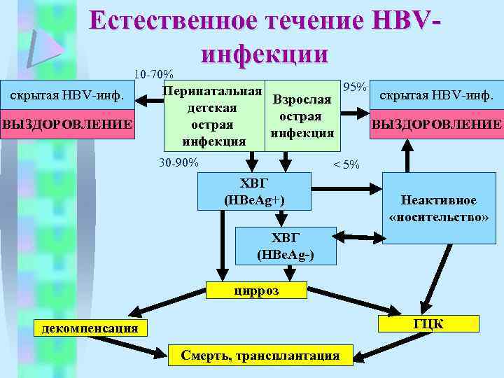 Естественное течение HBVинфекции 10 -70% скрытая HBV-инф. ВЫЗДОРОВЛЕНИЕ 95% Перинатальная скрытая HBV-инф. Взрослая детская