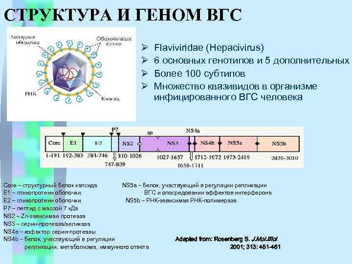 СТРУКТУРА И ГЕНОМ ВГС Ø Ø Flaviviridae (Hepacivirus) 6 основных генотипов и 5 дополнительных