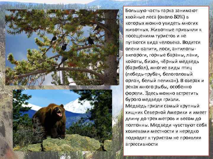 Большую часть парка занимают хвойные леса (около 80%) в которых можно увидеть многих животных.