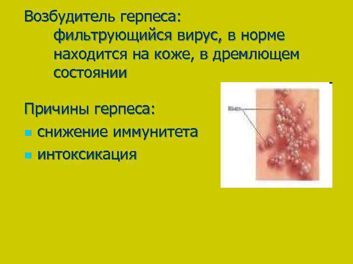 Возбудитель герпеса: фильтрующийся вирус, в норме находится на коже, в дремлющем состоянии Причины герпеса:
