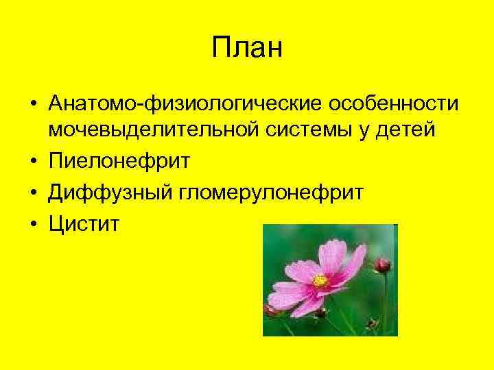 План • Анатомо-физиологические особенности мочевыделительной системы у детей • Пиелонефрит • Диффузный гломерулонефрит •
