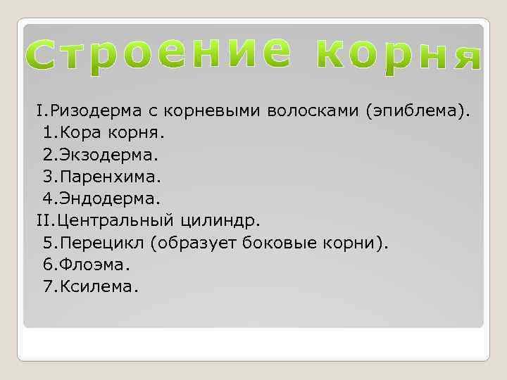 I. Ризодерма с корневыми волосками (эпиблема). 1. Кора корня. 2. Экзодерма. 3. Паренхима. 4.