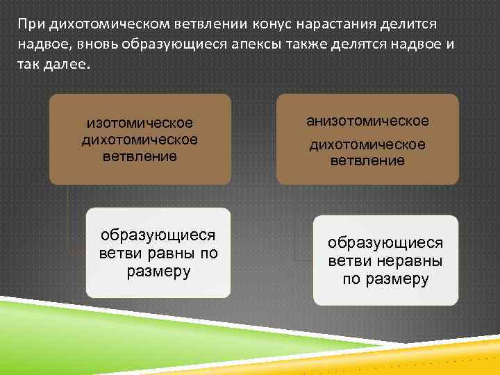 При дихотомическом ветвлении конус нарастания делится надвое, вновь образующиеся апексы также делятся надвое и