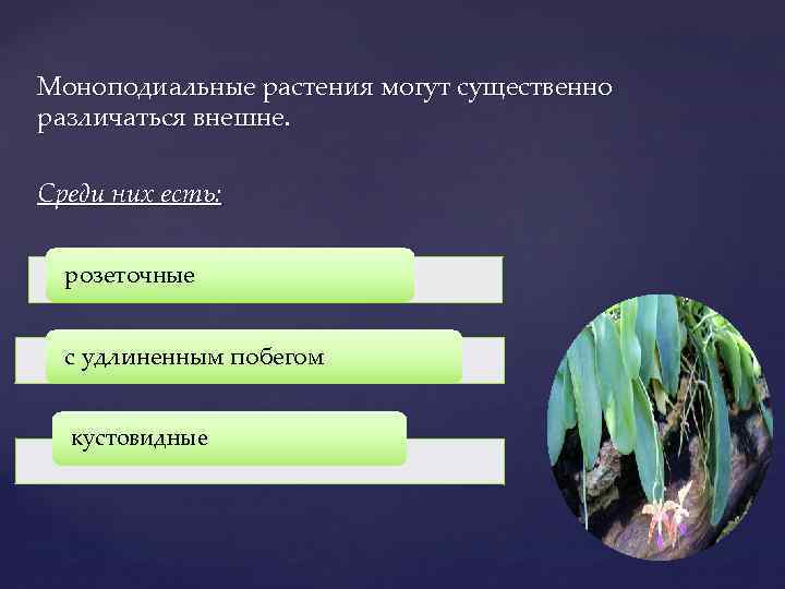 Моноподиальные растения могут существенно различаться внешне. Среди них есть: розеточные с удлиненным побегом кустовидные