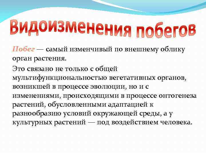 Побег — самый изменчивый по внешнему облику орган растения. Это связано не только с