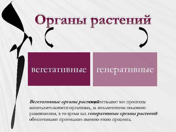 Органы растений вегетативные генеративные Вегетативные органы растений осуществляют все процессы жизнедеятельности организма, за исключением