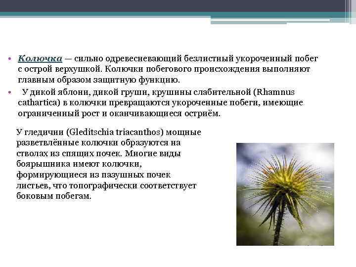  • Колючка — сильно одревесневающий безлистный укороченный побег с острой верхушкой. Колючки побегового