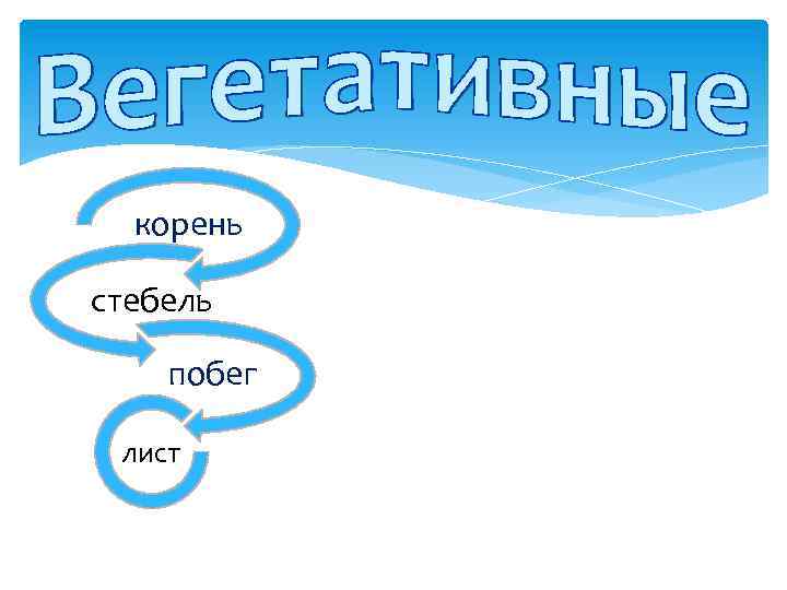 корень стебель побег лист 