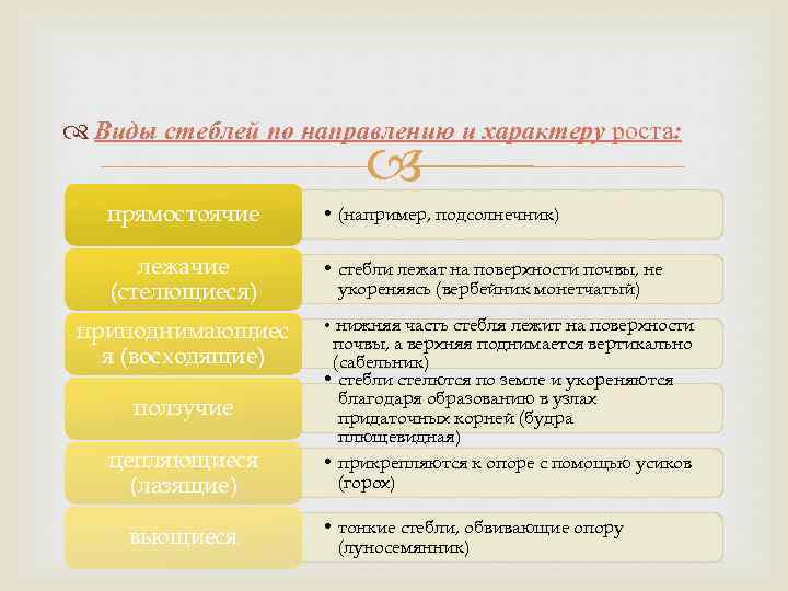  Виды стеблей по направлению и характеру роста: прямостоячие • (например, подсолнечник) лежачие (стелющиеся)