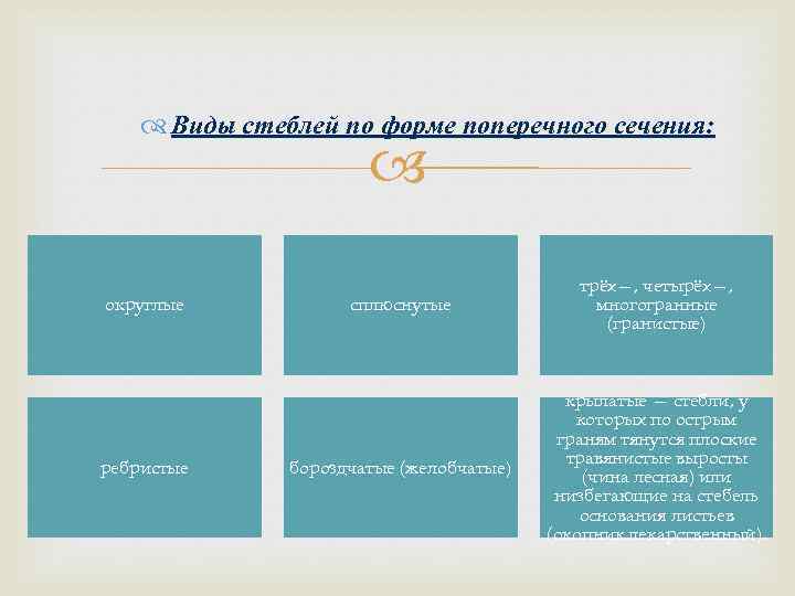  Виды стеблей по форме поперечного сечения: округлые ребристые сплюснутые трёх—, четырёх—, многогранные (гранистые)