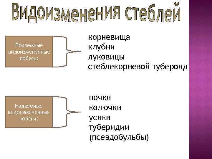 Подземные видоизменённые побеги: Надземные видоизмененные побеги: корневища клубни луковицы стеблекорневой тубероид почки колючки усики