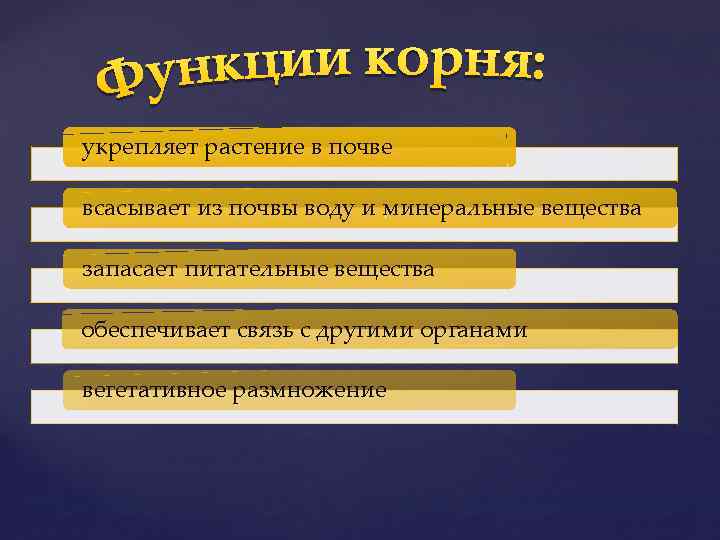 укрепляет растение в почве всасывает из почвы воду и минеральные вещества запасает питательные вещества