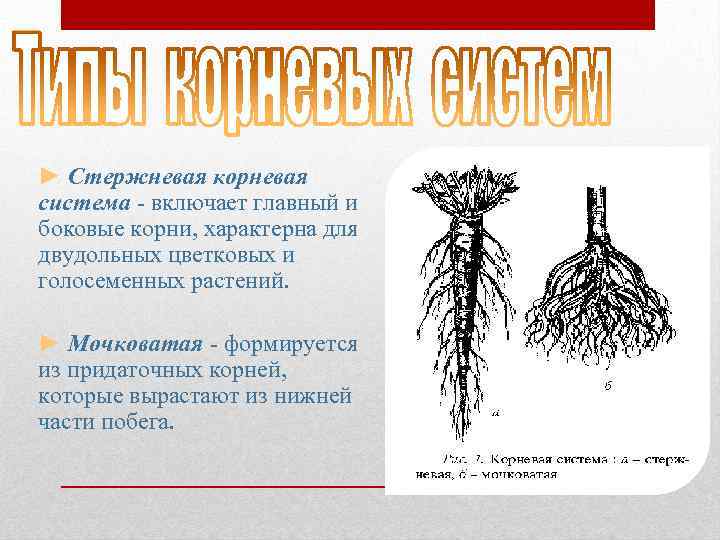 У двудольных растений мочковатая корневая система