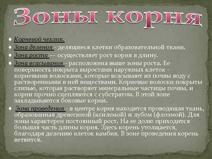 ♦ Корневой чехлик. ♦ Зона деления - делящиеся клетки образовательной ткани. ♦ Зона роста