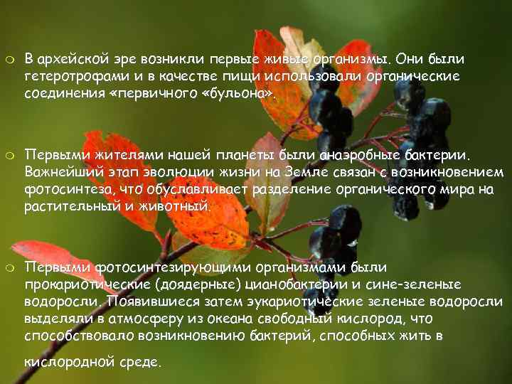 m m m В архейской эре возникли первые живые организмы. Они были гетеротрофами и