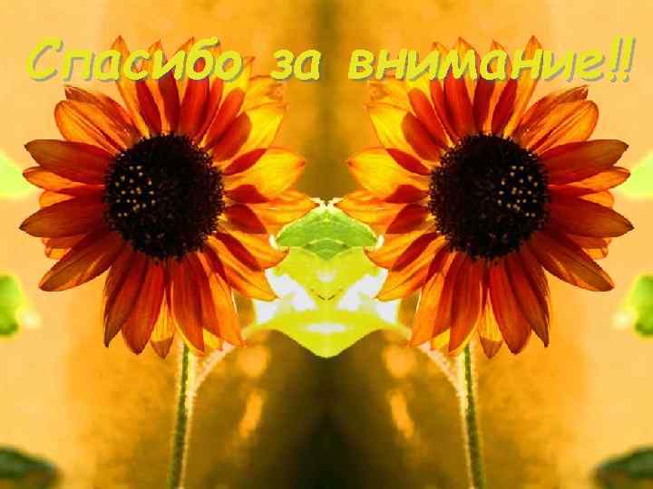 Спасибо за внимание!! 