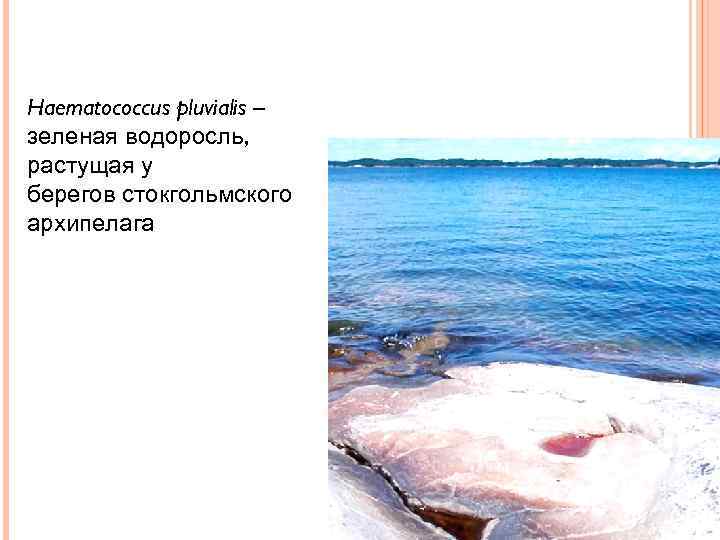 Haematococcus pluvialis – зеленая водоросль, растущая у берегов стокгольмского архипелага 