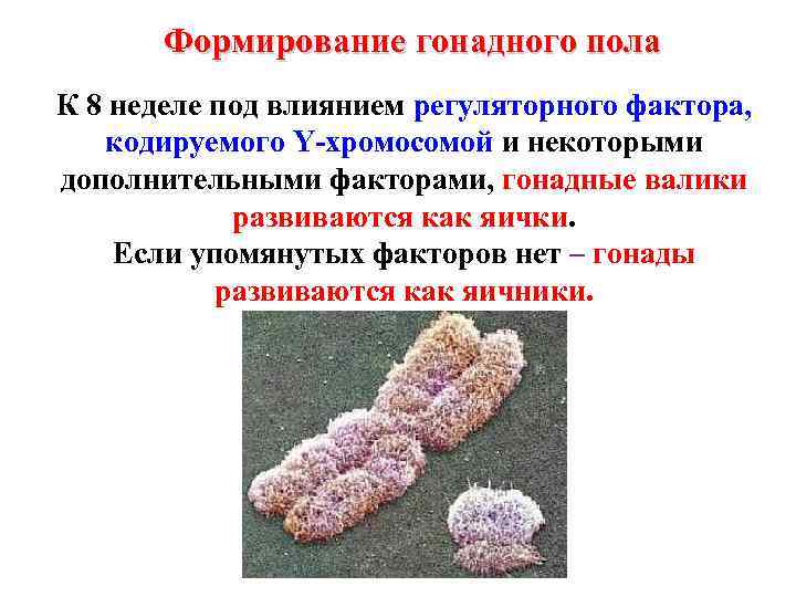 Формирование гонадного пола К 8 неделе под влиянием регуляторного фактора, кодируемого Y-хромосомой и некоторыми