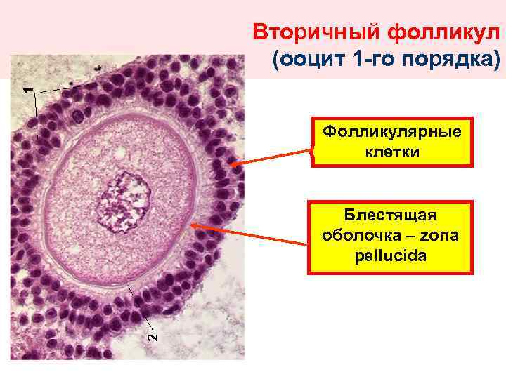 В растущих ооцитах большинства животных. Строение яйцеклетки оболочки. Яйцеклетка млекопитающего гистология. Строение ооцита гистология. Блестящая оболочка яйцеклетки гистология.