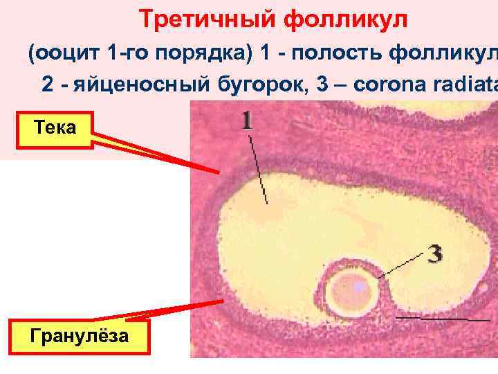 Ооциты первого порядка