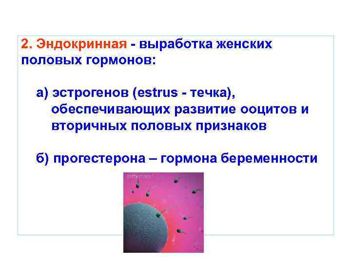 2. Эндокринная - выработка женских половых гормонов: а) эстрогенов (estrus - течка), обеспечивающих развитие