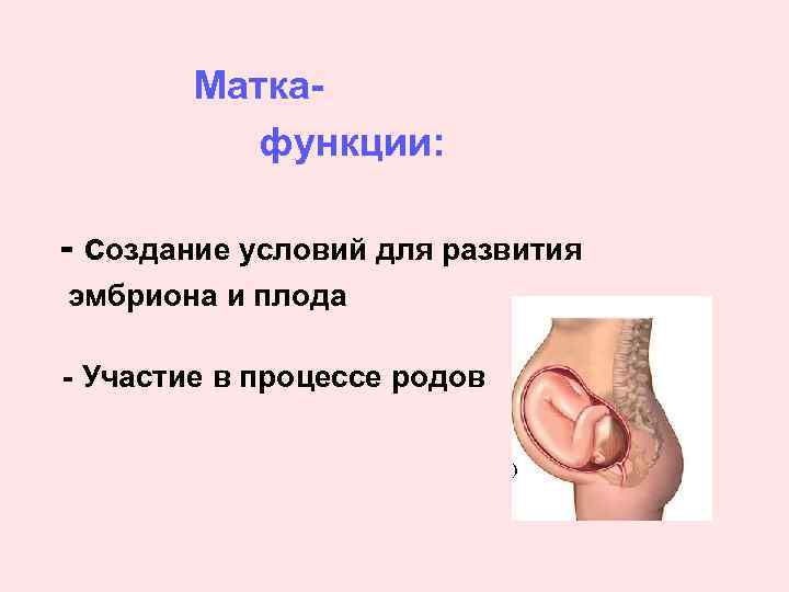 Маткафункции: - создание условий для развития эмбриона и плода - Участие в процессе родов