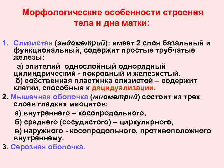 Морфологические особенности строения тела и дна матки: 1. Слизистая (эндометрий): имеет 2 слоя базальный