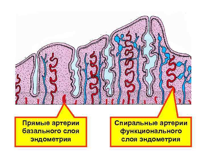 Эндометрий схема. Базальный слой эндометрия. Базальный и функциональный слой эндометрия. Базалний слой эндометрит. Функциональный слой эндометрия.