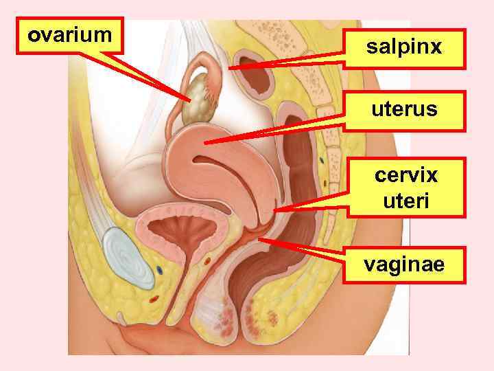 ovarium salpinx uterus cervix uteri vaginae 