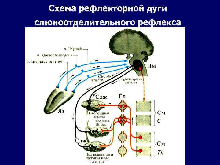 Схема рефлекторной дуги слюноотделительного рефлекса 