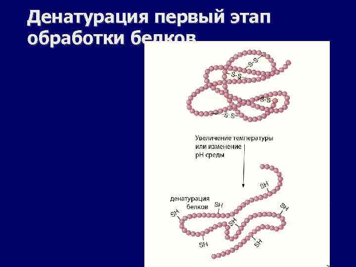 Денатурация первый этап обработки белков 