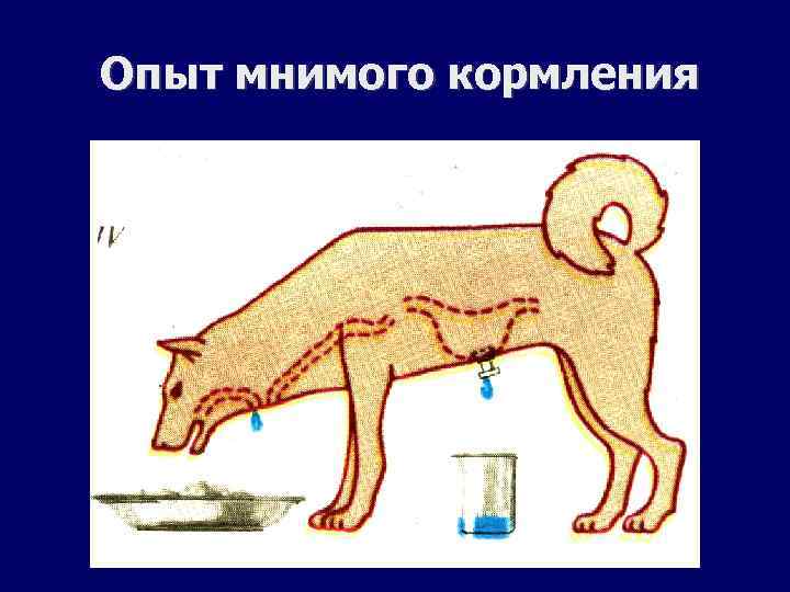 Опыт мнимого кормления 