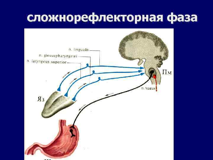 сложнорефлекторная фаза 