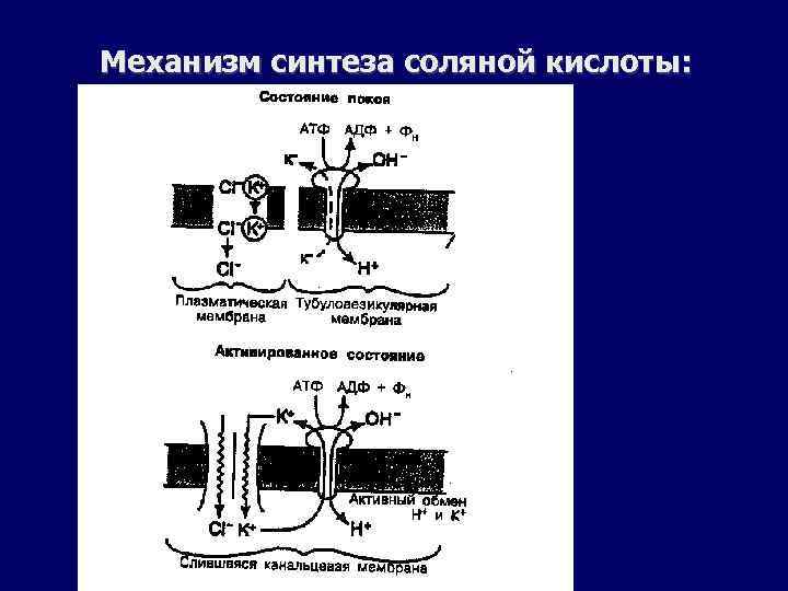 Механизм синтеза соляной кислоты: 