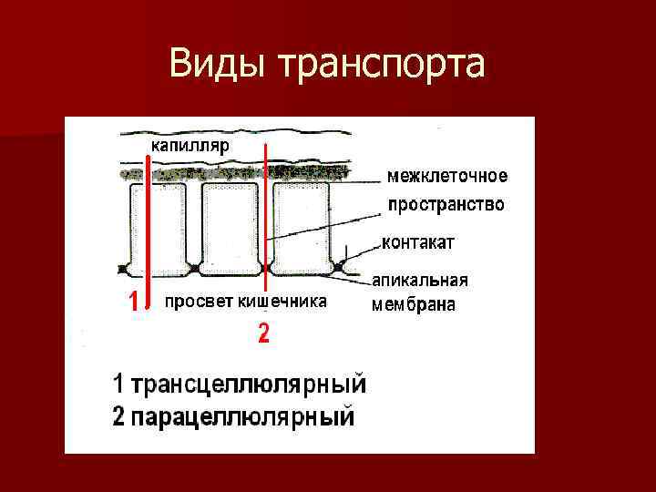 Виды транспорта 