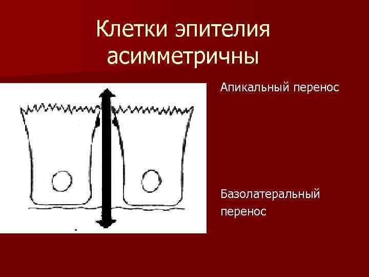 Клетки эпителия асимметричны Апикальный перенос Базолатеральный перенос 