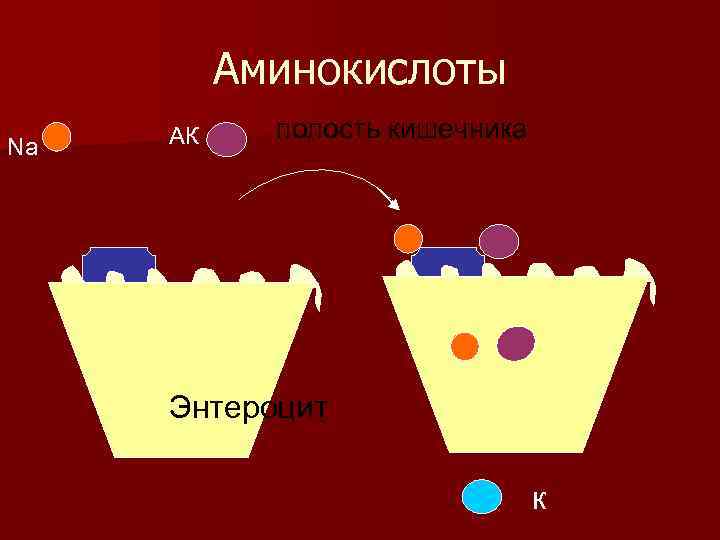 Аминокислоты Na АК полость кишечника Энтероцит к 