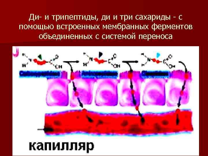 Ди- и трипептиды, ди и три сахариды - с помощью встроенных мембранных ферментов объединенных