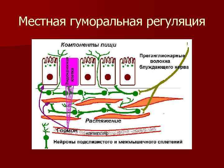 Пристеночное пищеварение картинки