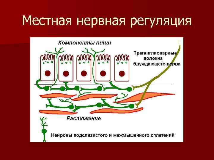 Местная нервная регуляция 