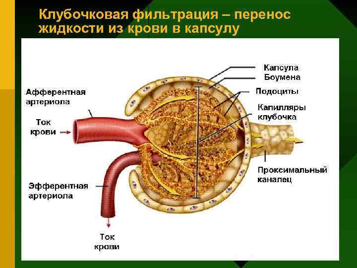 Клубочковая фильтрация – перенос жидкости из крови в капсулу 