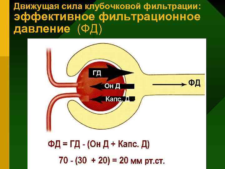 Движущая сила клубочковой фильтрации: эффективное фильтрационное давление (ФД) 