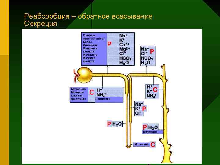 Реабсорбция – обратное всасывание Секреция 