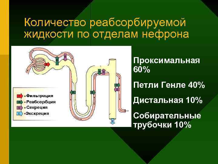 Количество реабсорбируемой жидкости по отделам нефрона • Проксимальная 60% • Петли Генле 40% •