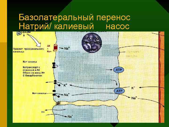 Базолатеральный перенос Натрий/ калиевый насос 