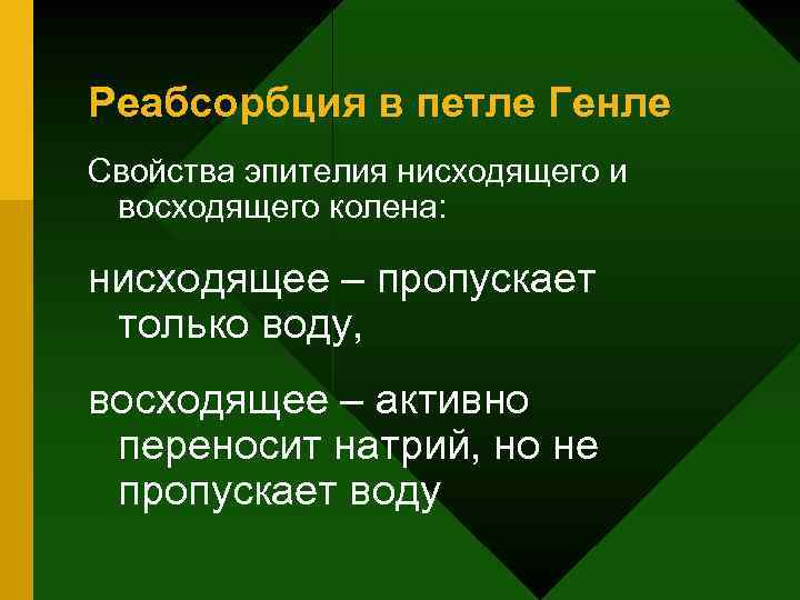 Реабсорбция в петле Генле Свойства эпителия нисходящего и восходящего колена: нисходящее – пропускает только